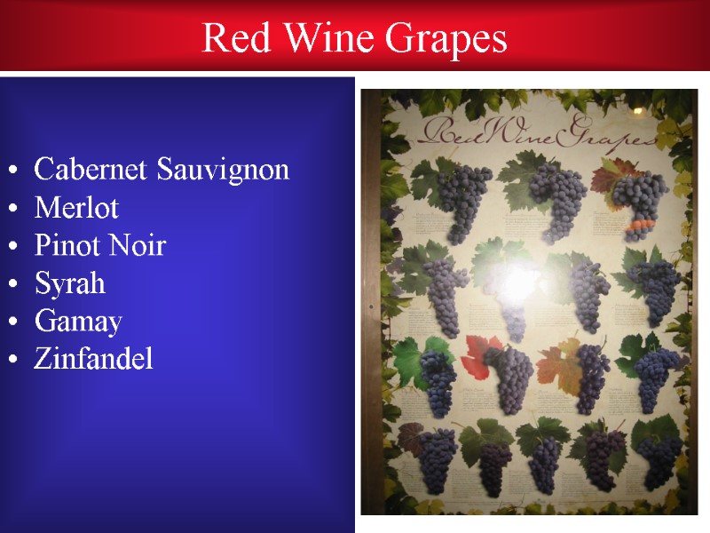 Red Wine Grapes   Cabernet Sauvignon Merlot Pinot Noir Syrah Gamay Zinfandel